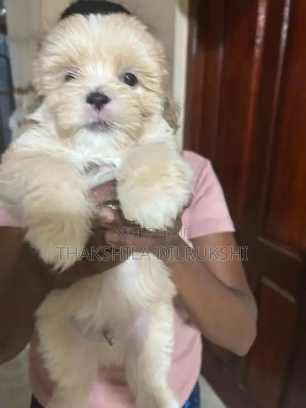 Shih Tzu Puppies