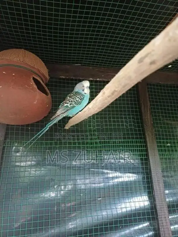 Love Birds