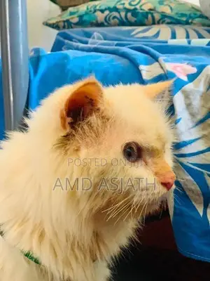 Persian Cat