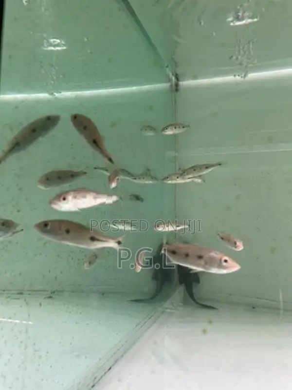 Orinoco Peacock Bass