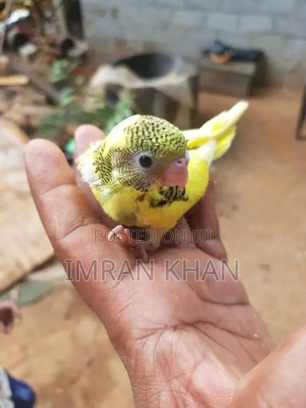 Love Bird