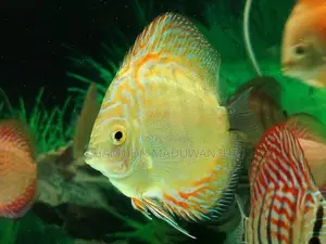 Discuss Fish