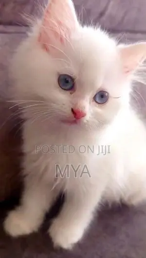 Persian Cat