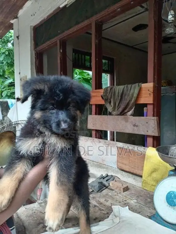 German Shepherd Puppies