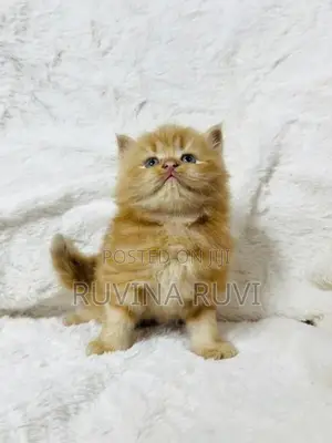 Persian Kitten