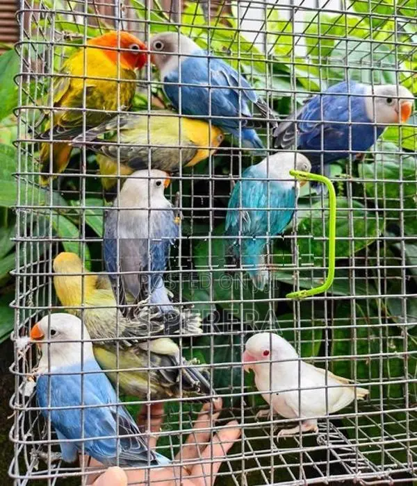 African Love Birds