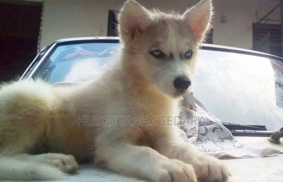 Husky Puppies