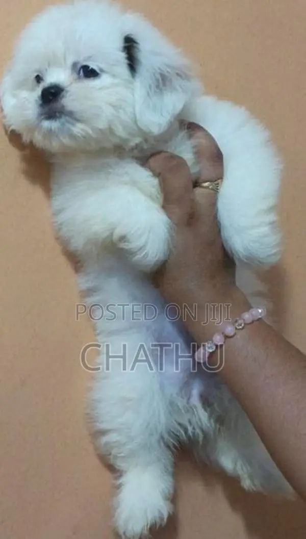 Shih Tzu Puppies