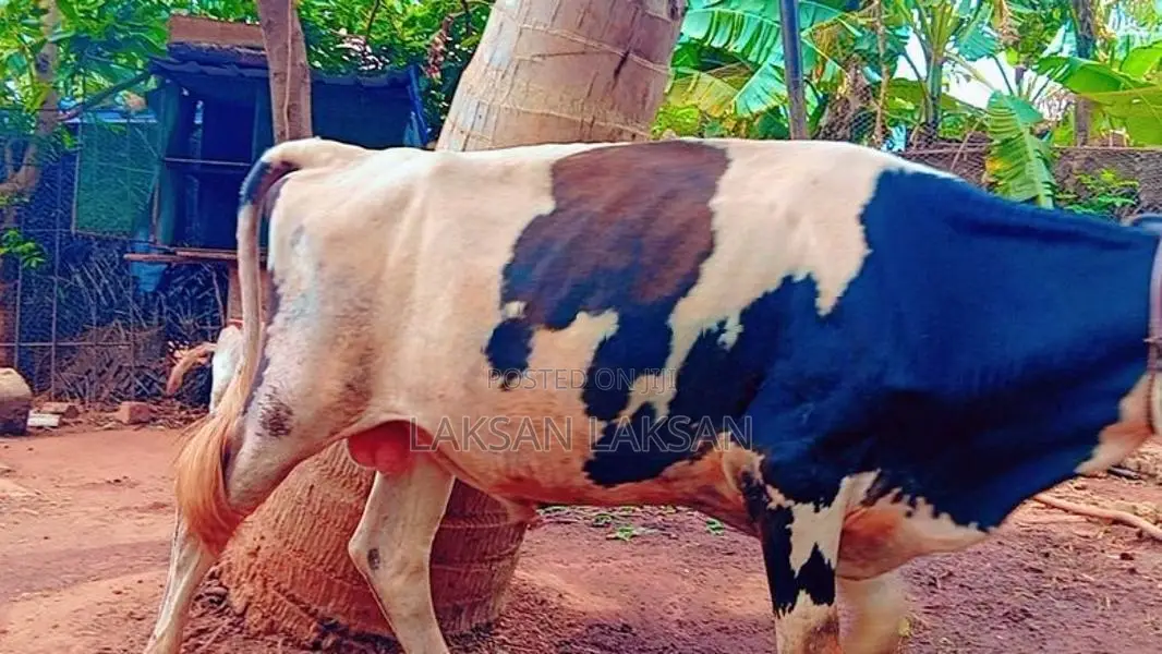Milk Cow
