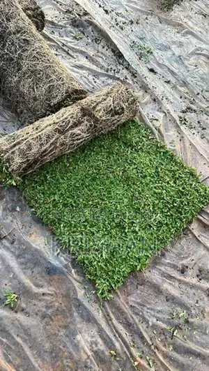 malaysian grass