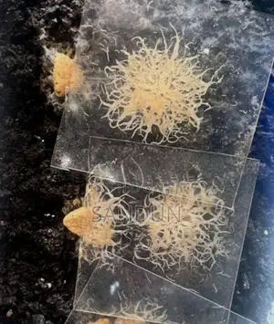 Grindal Fish Feed Worms