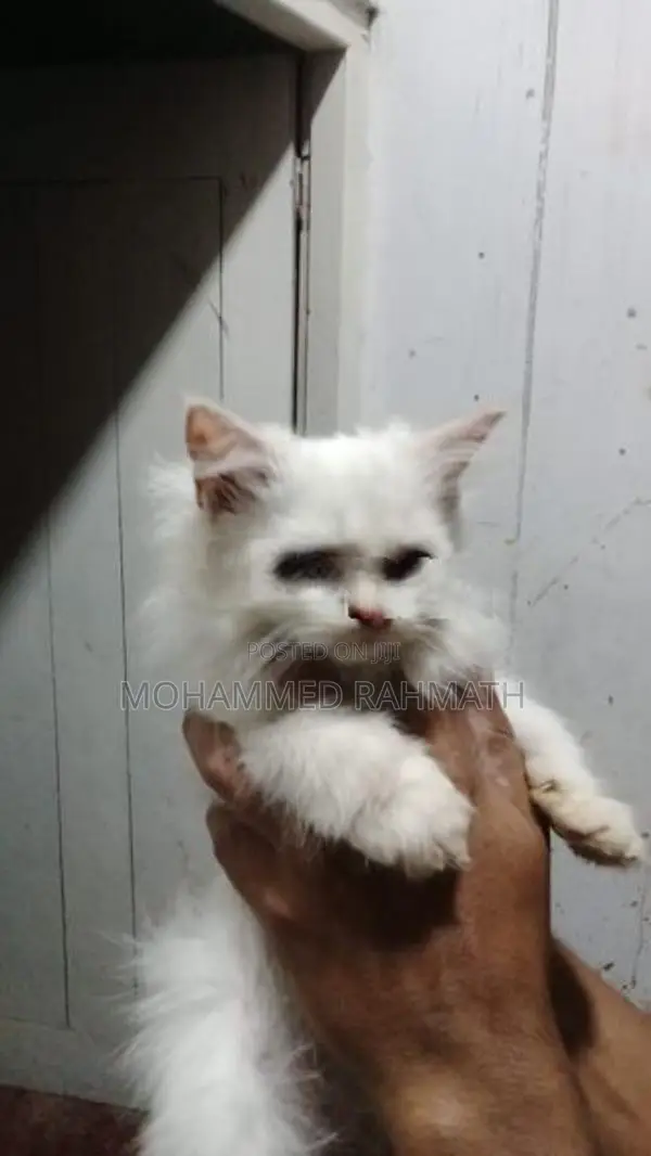 Persian Cat