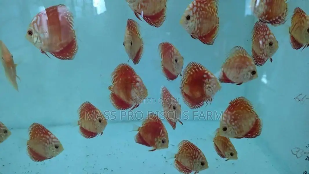Red Panda Discus Fish