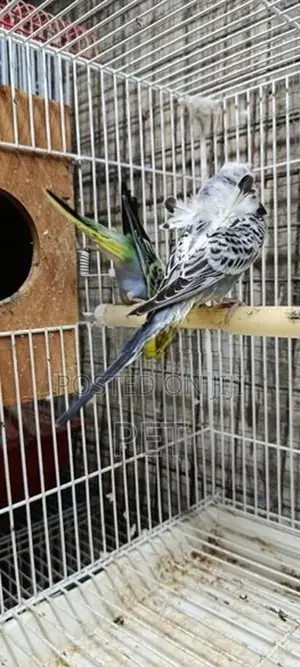 Helicopter Love Bird
