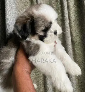 Shihtzu Female Puppy