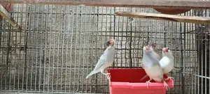 Java 12 Breeding Pairs