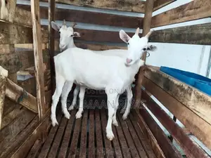 Saanen Female Goat