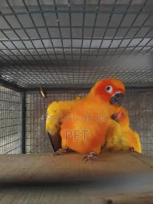 sunconya bringing pair with egg