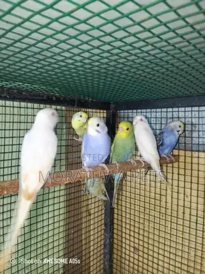 Love Birds