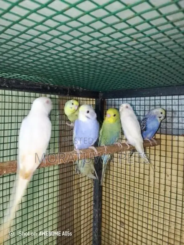 Love Birds