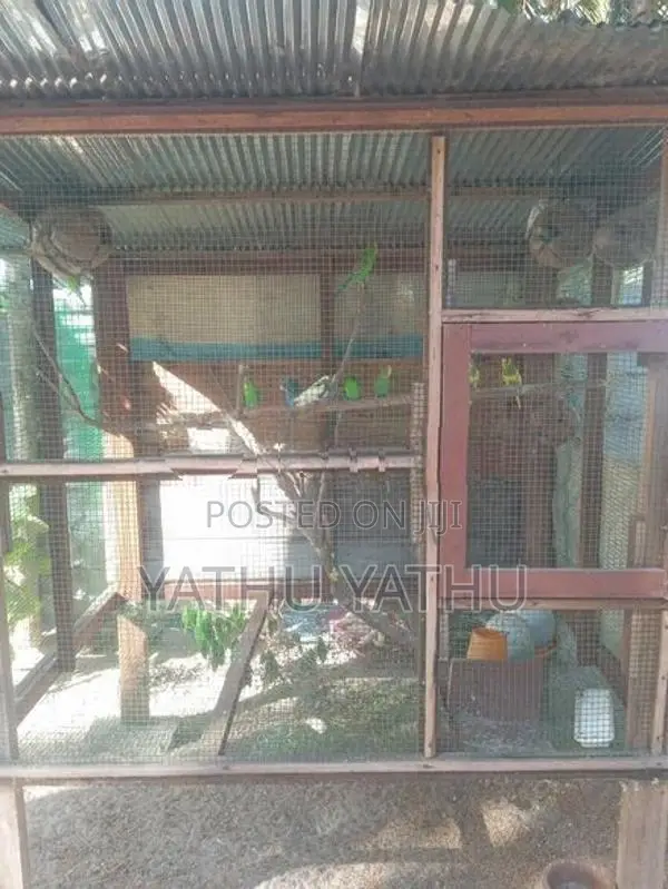 Love Birds with Cage