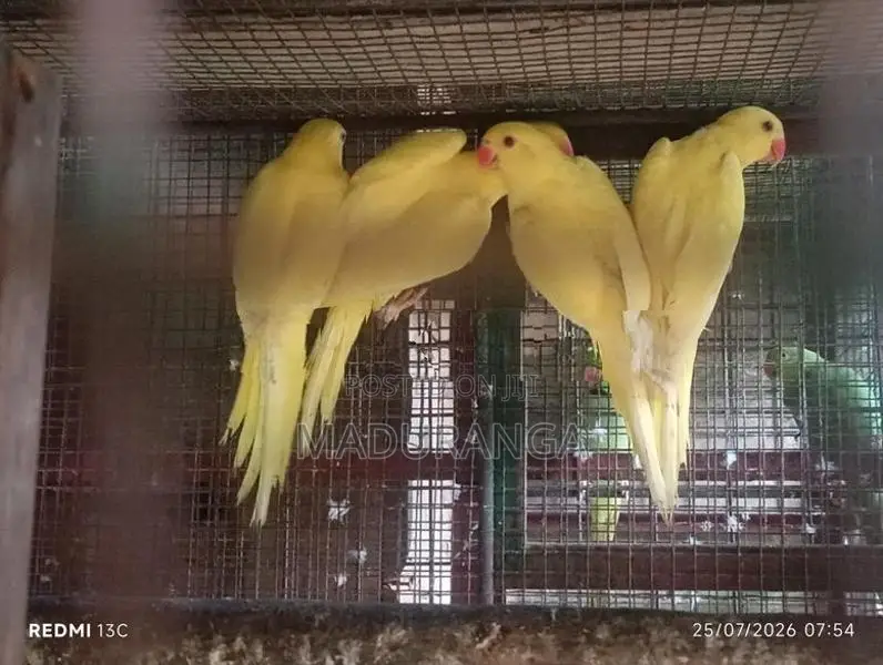 Yellow Parrot