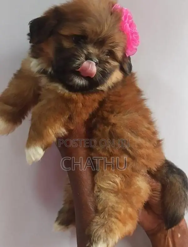 Shih Tzu Puppy
