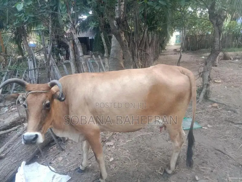 Farm Cow