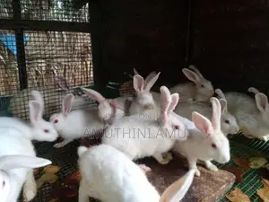 Rabbit