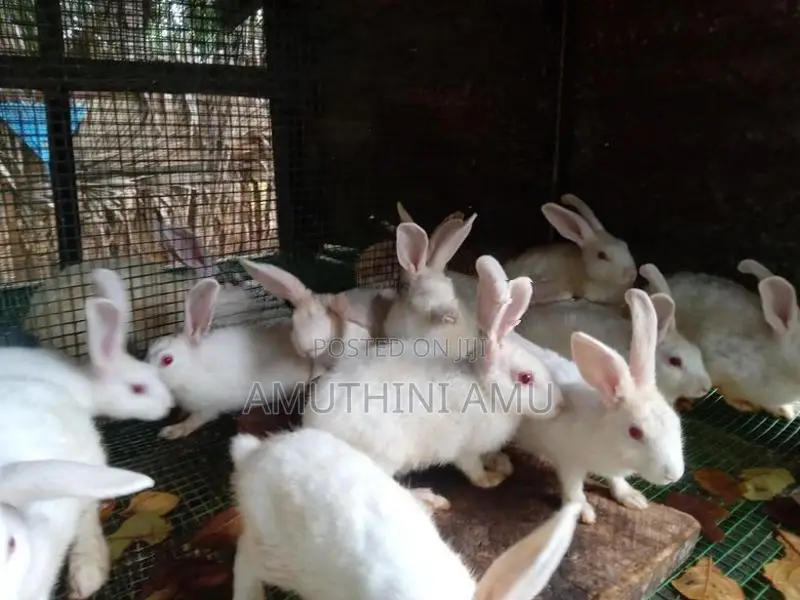 Rabbit
