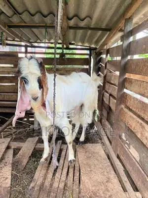 Male Goat