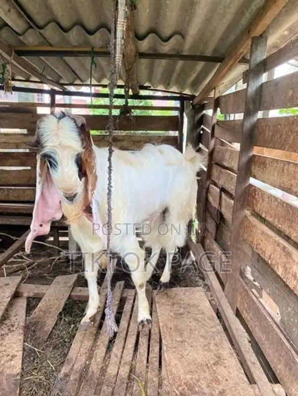 Male Goat