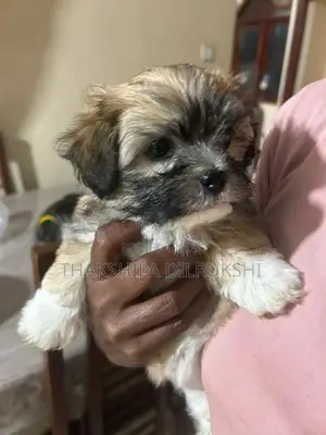 Shih Tzu Puppies