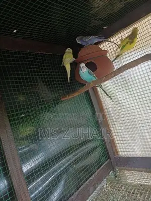 Love Birds