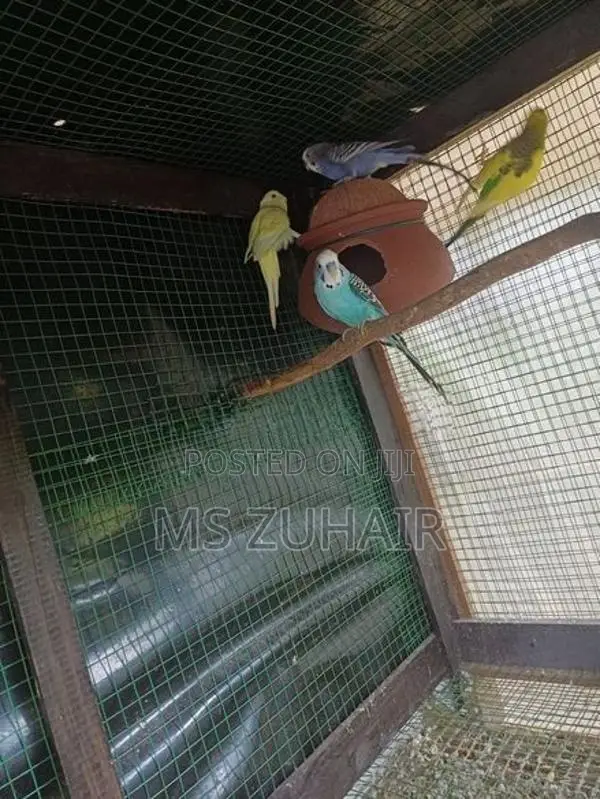 Love Birds
