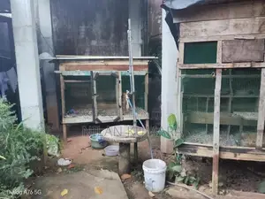 කුරුලු කූඩු