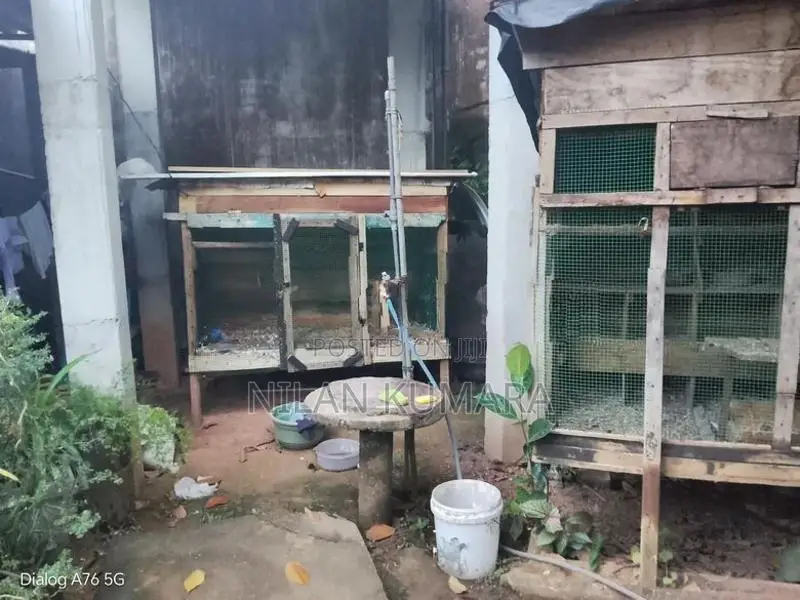 කුරුලු කූඩු