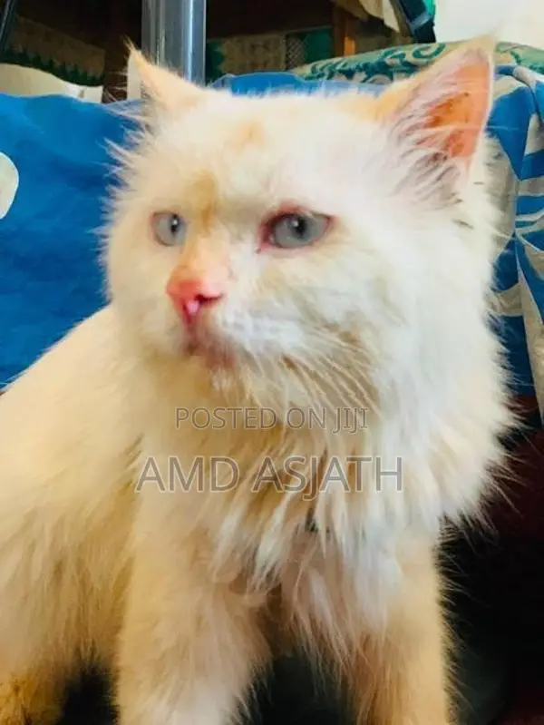 Persian Cat