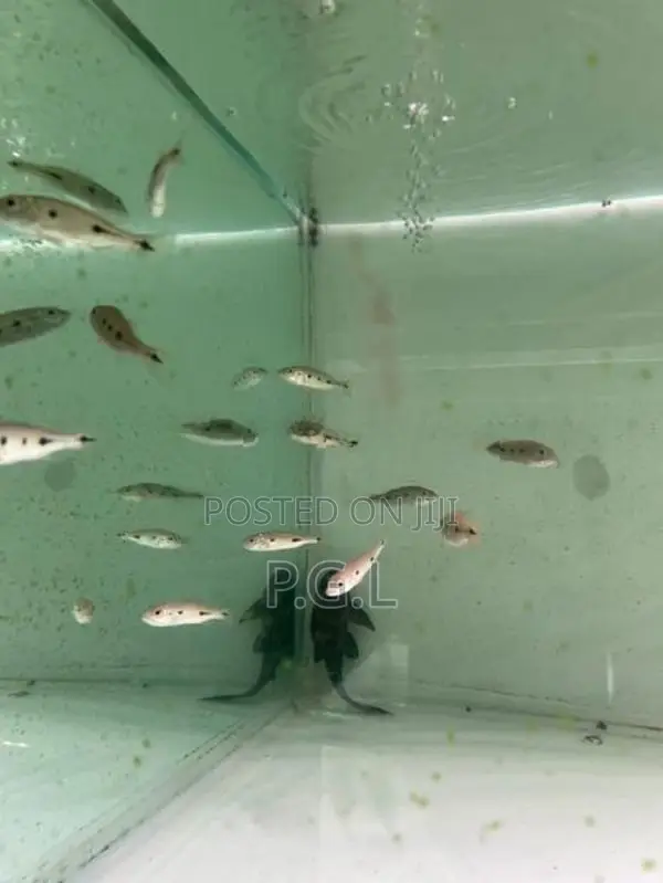 Orinoco Peacock Bass