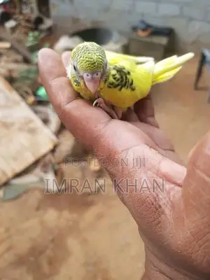 Love Bird