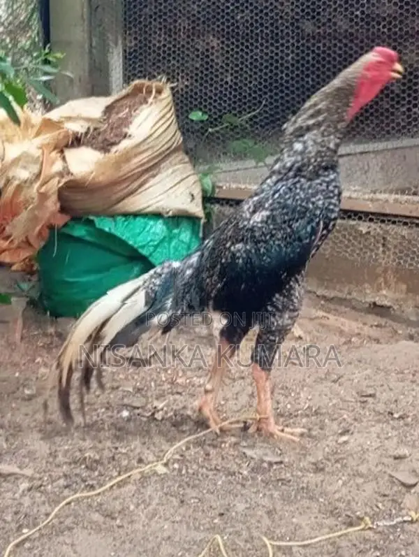 Aseel Rooster