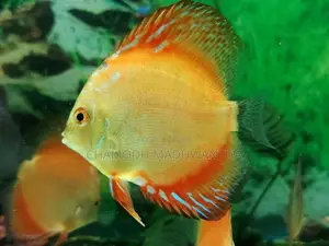 Discuss Fish