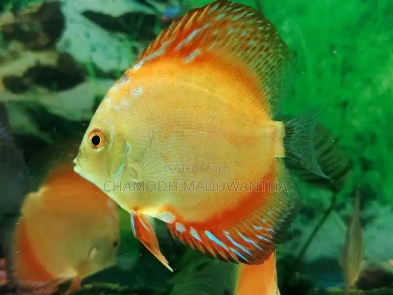 Discuss Fish