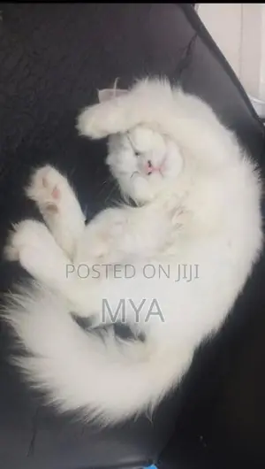 Persian Cat