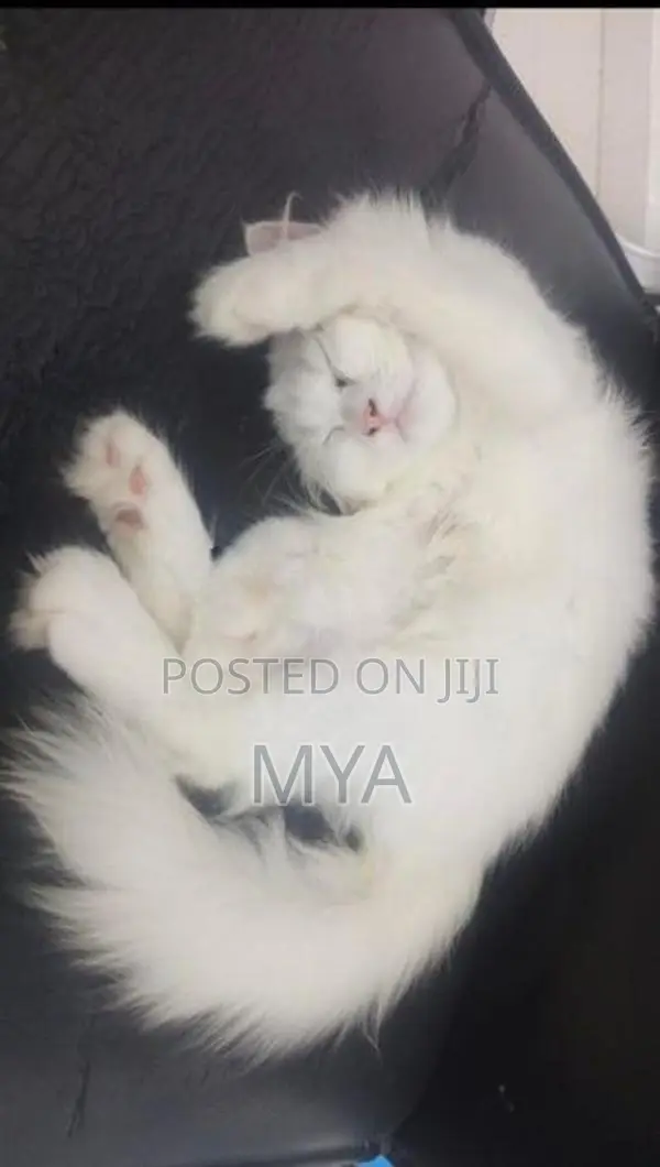 Persian Cat
