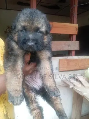 German Shepherd Puppies