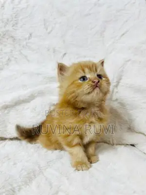 Persian Kitten