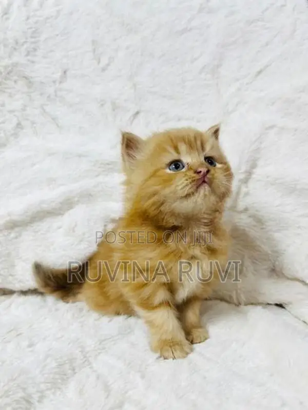 Persian Kitten