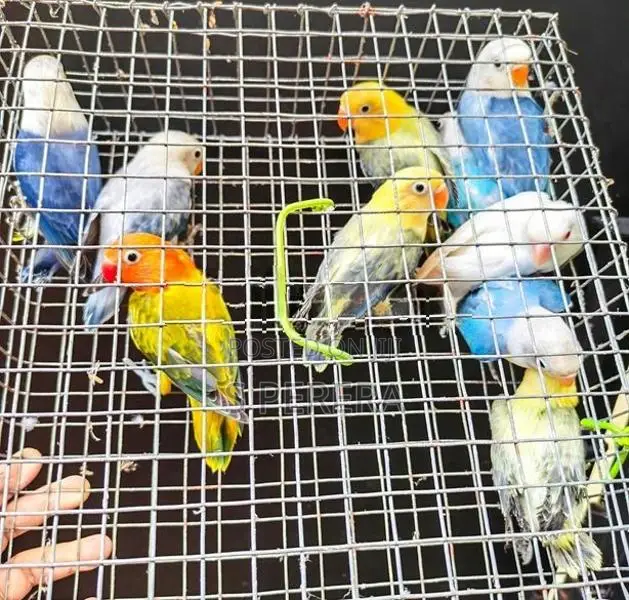 African Love Birds