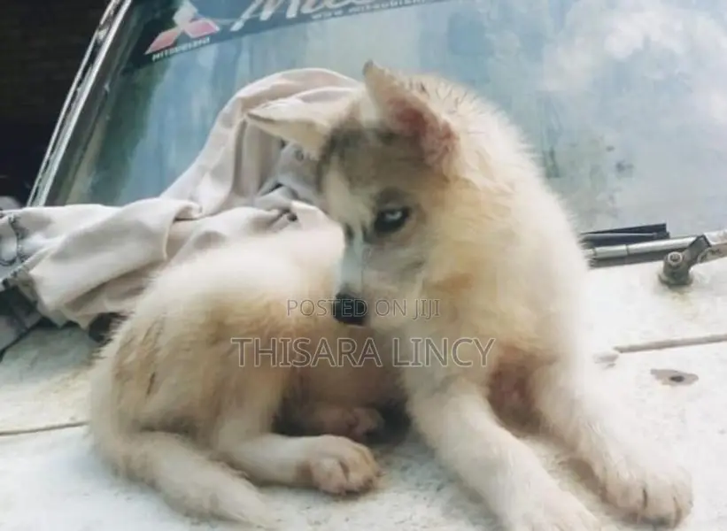 Husky Puppies
